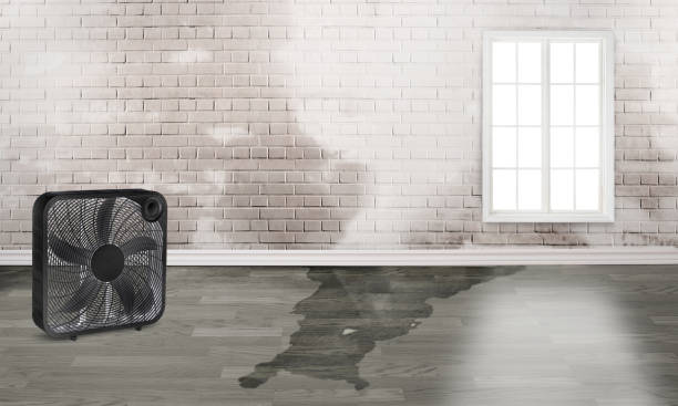 Best Water damage cleanup near me  in Newport, NC